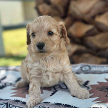 Load image into Gallery viewer, CUDDLES - Female Toy Spoodle - Ready Now