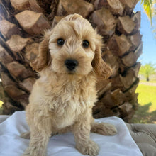 Load image into Gallery viewer, CUDDLES - Female Toy Spoodle - Ready Now