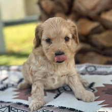 Load image into Gallery viewer, CUDDLES - Female Toy Spoodle - Ready Now