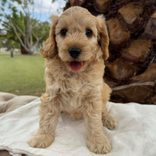 Load image into Gallery viewer, CUDDLES - Female Toy Spoodle - Ready Now