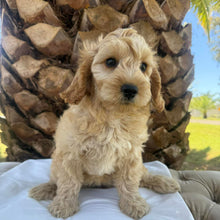 Load image into Gallery viewer, CUDDLES - Female Toy Spoodle - Ready Now