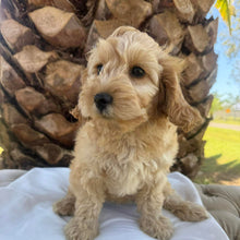 Load image into Gallery viewer, CUDDLES - Female Toy Spoodle - Ready Now