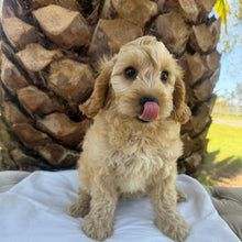 Load image into Gallery viewer, CUDDLES - Female Toy Spoodle - Ready Now