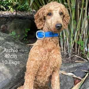 DORIS - Female Mini Poodle - Ready 4th May