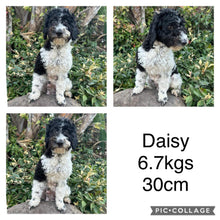 Load image into Gallery viewer, DIEGO - Male Toy Cavoodle - Ready Now