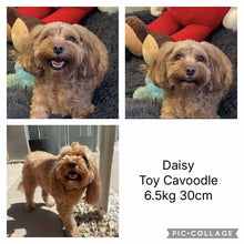 Load image into Gallery viewer, DALLAS - Male Toy Cavoodle -  Ready Now