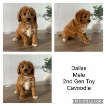 Load image into Gallery viewer, DALLAS - Male Toy Cavoodle -  Ready Now