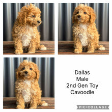Load image into Gallery viewer, DALLAS - Male Toy Cavoodle -  Ready Now