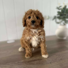 Load image into Gallery viewer, DALLAS - Male Toy Cavoodle -  Ready Now