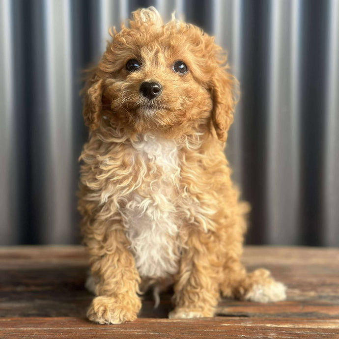 DALLAS - Male Toy Cavoodle -  Ready Now