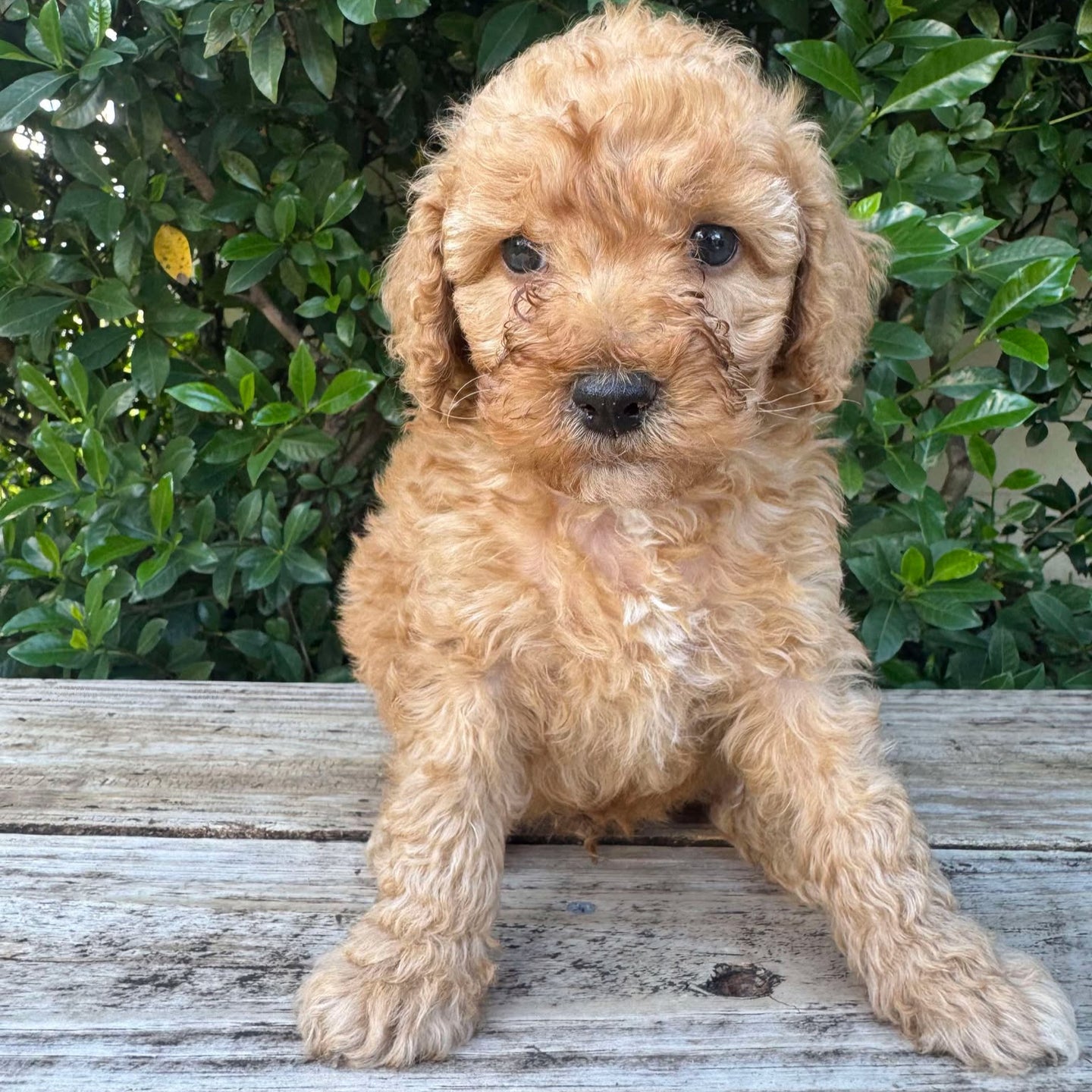 DANNY - Male Mini Poodle - Ready 4th May