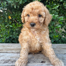 Load image into Gallery viewer, DANNY - Male Mini Poodle - Ready 4th May