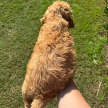 Load image into Gallery viewer, DANNY - Male Mini Poodle - Ready 4th May