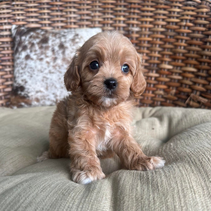DARCY - Male Toy Cavoodle - Ready 25th May