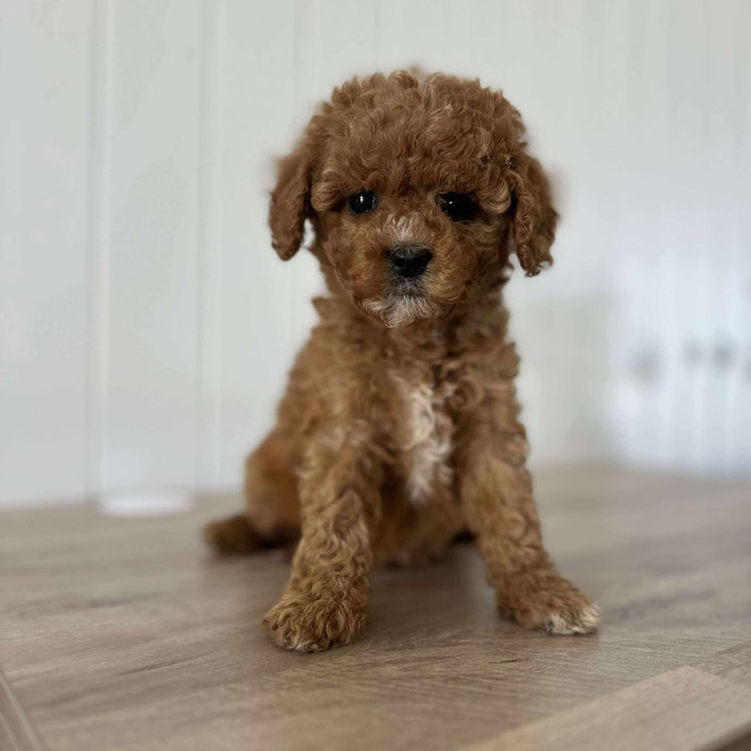 DARLA - Female 2nd Gen Toy Cavoodle - Ready 18th JULY