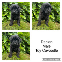 Load image into Gallery viewer, DECLAN - Male Toy Cavoodle - Ready Now