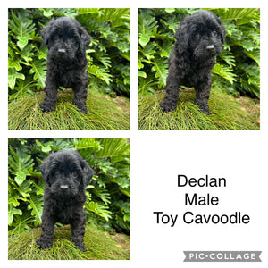 DECLAN - Male Toy Cavoodle - Ready Now