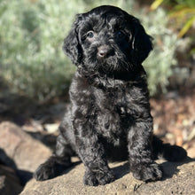 Load image into Gallery viewer, DECLAN - Male Toy Cavoodle - Ready Now