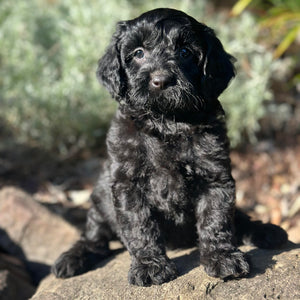 DECLAN - Male Toy Cavoodle - Ready Now