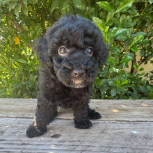 Load image into Gallery viewer, DIANA - Female Mini Poodle - Ready 4th May