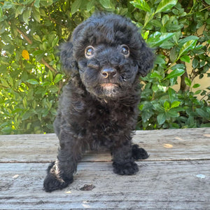 DIANA - Female Mini Poodle - Ready 4th May