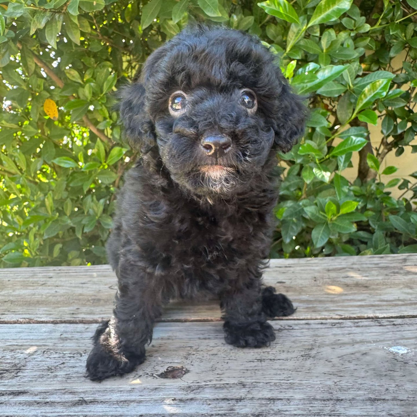 DIANA - Female Mini Poodle - Ready 4th May