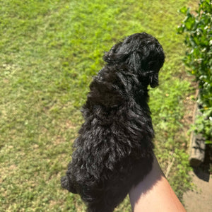 DIANA - Female Mini Poodle - Ready 4th May