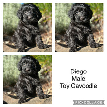Load image into Gallery viewer, DIEGO - Male Toy Cavoodle - Ready Now