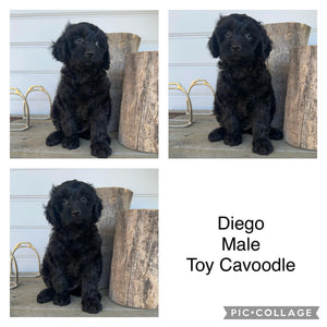 DIEGO - Male Toy Cavoodle - Ready Now