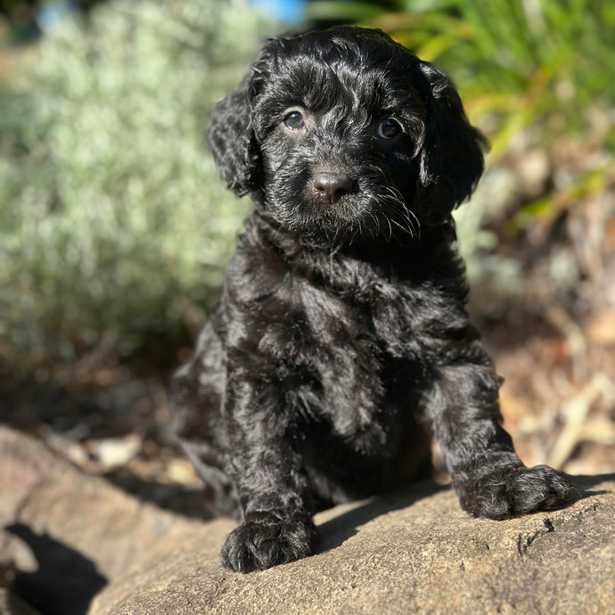 DIEGO - Male Toy Cavoodle - Ready 25th April