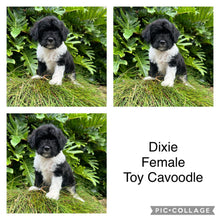 Load image into Gallery viewer, DIXIE - Female Toy Cavoodle - Ready 25th April