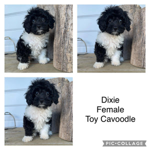 DIXIE - Female Toy Cavoodle - Ready 25th April