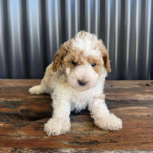Load image into Gallery viewer, DOBBY - Male Toy/Mini Poodle - Ready 20th Nov