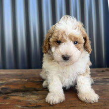 Load image into Gallery viewer, DOBBY - Male Toy/Mini Poodle - Ready 20th Nov