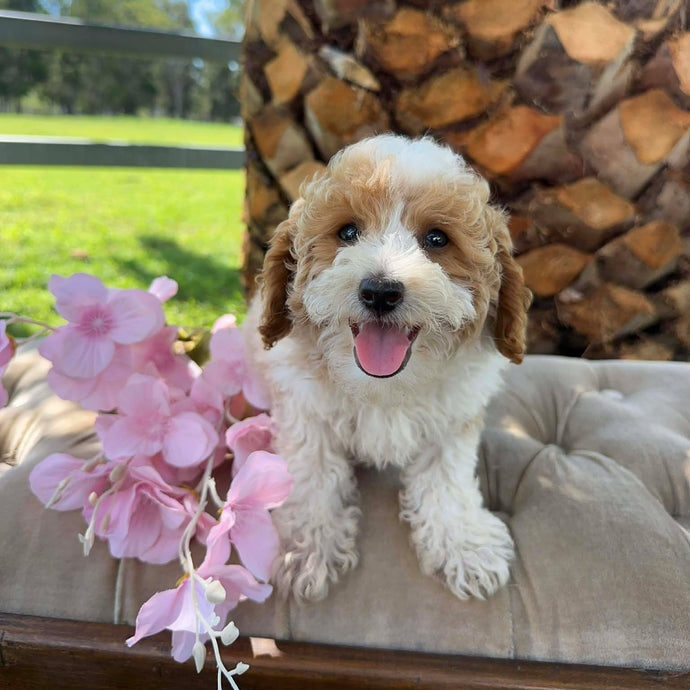 DOBBY - Male Toy/Mini Poodle - Ready Now