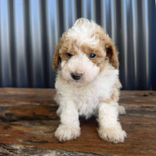 Load image into Gallery viewer, DOBBY - Male Toy/Mini Poodle - Ready 20th Nov