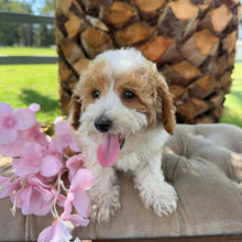 Load image into Gallery viewer, DOBBY - Male Toy/Mini Poodle - Ready Now