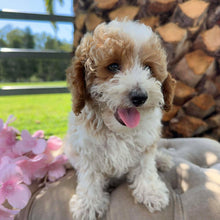 Load image into Gallery viewer, DOBBY - Male Toy/Mini Poodle - Ready Now