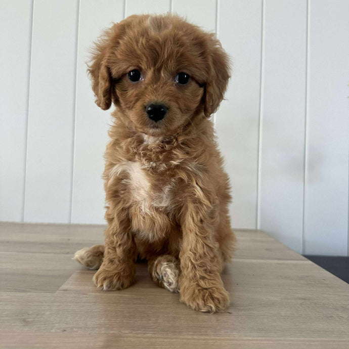 DOLLY - Female 2nd Gen Toy Cavoodle - Ready 18th JULY