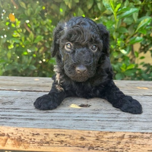 DORIS - Female Mini Poodle - Ready 4th May