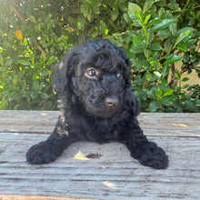 Load image into Gallery viewer, DORIS - Female Mini Poodle - Ready 4th May