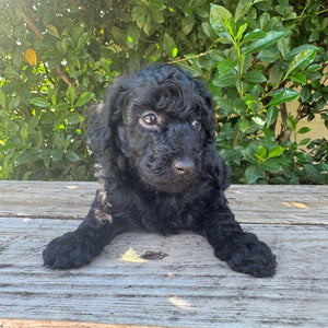 DORIS - Female Mini Poodle - Ready 4th May