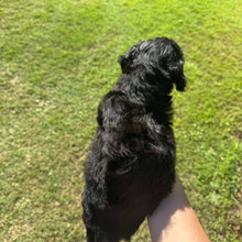 Load image into Gallery viewer, DORIS - Female Mini Poodle - Ready 4th May