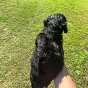 DORIS - Female Mini Poodle - Ready 4th May