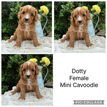 Load image into Gallery viewer, DOTTY - Female Mini Cavoodle - Ready 22nd Feb