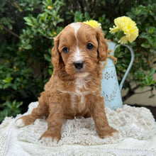 Load image into Gallery viewer, DOTTY - Female Mini Cavoodle - Ready 22nd Feb