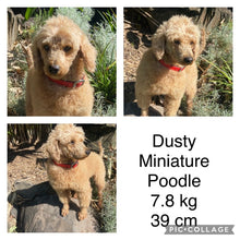 Load image into Gallery viewer, PORTER - Male Mini Spoodle - Ready 8th May