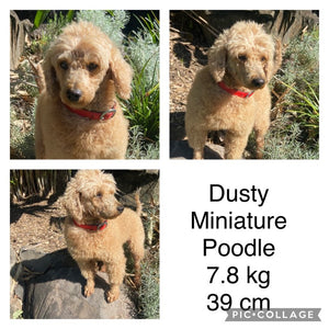 PORTER - Male Mini Spoodle - Ready 8th May