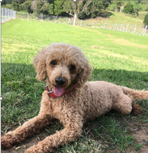 Load image into Gallery viewer, MALCOLM - Male Toy/Mini Cavoodle - Ready Now