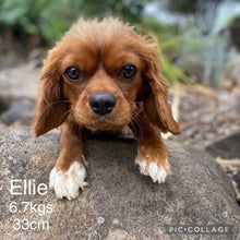 Load image into Gallery viewer, ELSA - Female Toy Cavoodle - Ready Now